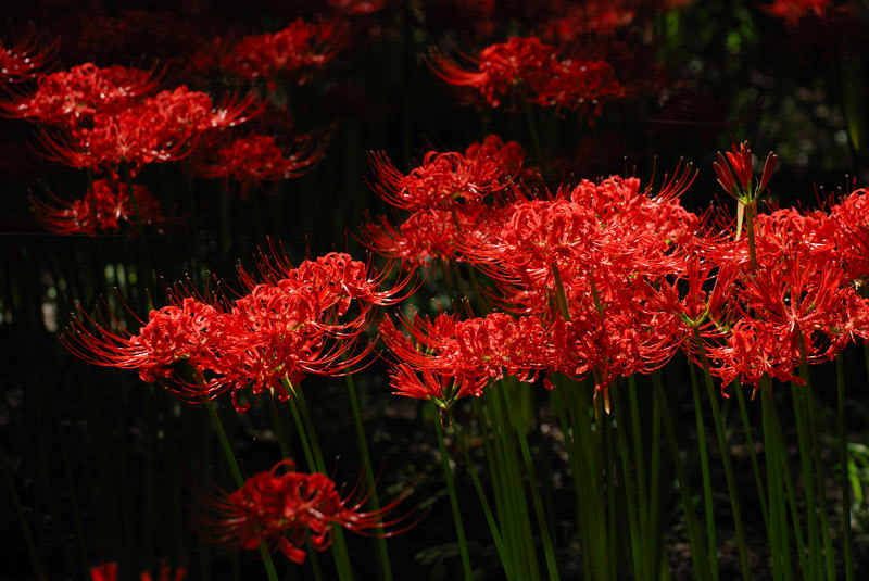 この赤い花だけの不思議な花が とても神秘的ですよね Photo No レンズの向こうに Part２