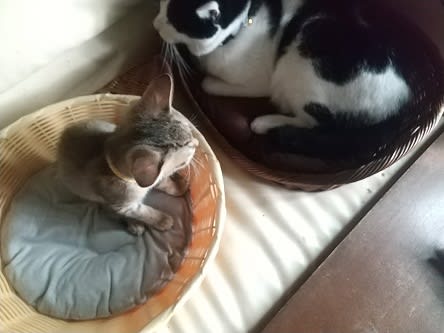 ノリスケと仔猫 - あんな話こんな話