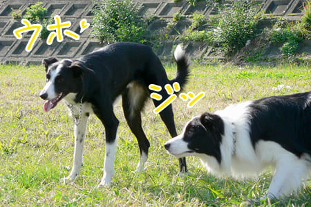 bordercollie_ボーダーコリー