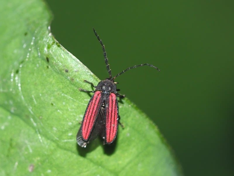 スジグロボタル スジグロベニボタル てんとう虫の歳時記 2