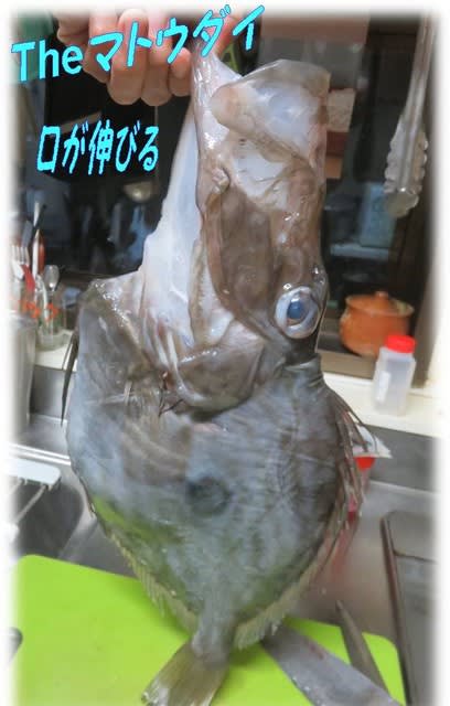 マトウダイ 薄造りと 刺身とキモ 海のバキューム魚 いげのやま美化クラブ