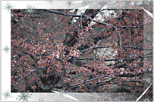 今日の桜（3月31日）1分咲き