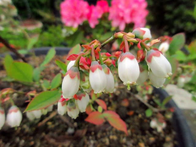 ブルーベリーの白い花 永和の 花ある記 歩