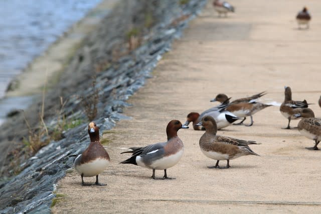 野鳥の餌付けは禁止 写真は楽しい