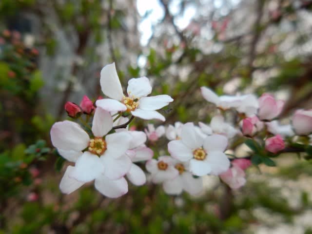 散歩花写真 ピンクユキヤナギ 紅雪柳 ユキヤナギ 雪柳 ウォーキングで花を観察し四季を感じる 季節の花地図を作ろう
