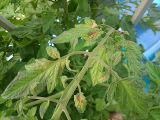 中玉トマト ミニトマトともに葉がさびてきている 太陽電池と水耕栽培と Season 12