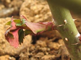 タラの芽だったら食べるのに タラの芽だったら食べるのに