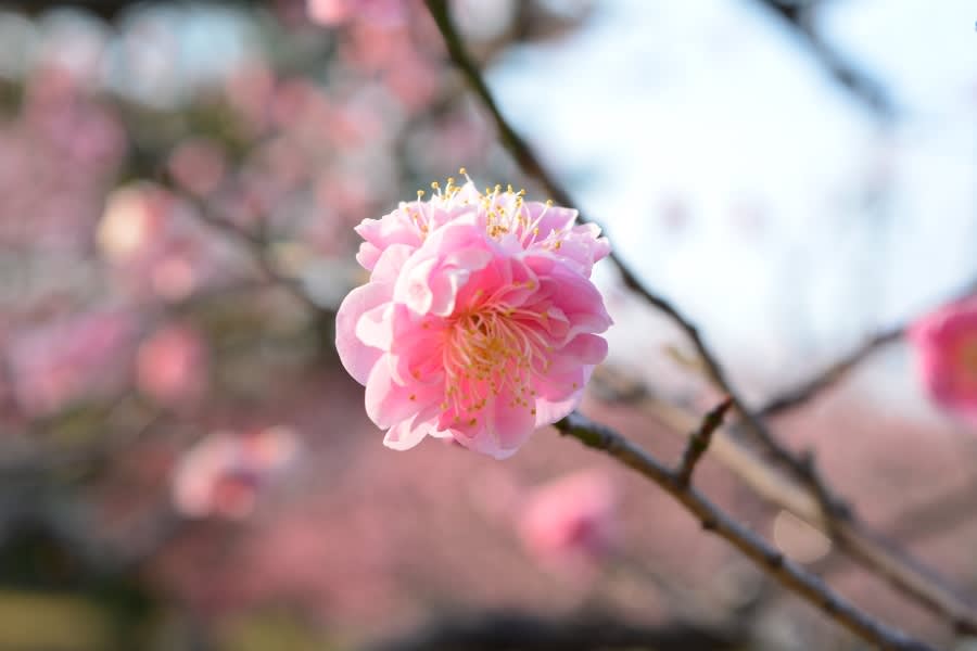 岡崎市南公園　梅まつりの画像