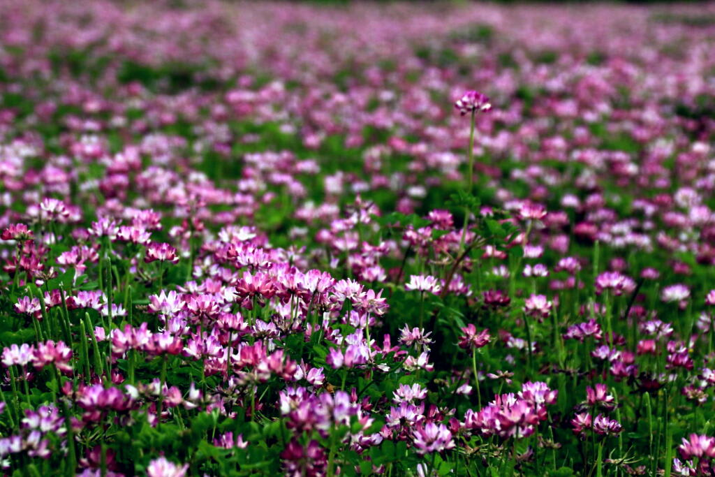 レンゲ草の画像