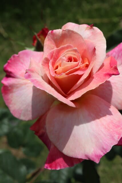 ローズピンクの微妙な色合いが素晴らしいバラ アブラカタブラ 春薔薇シリーズ 21 132 野の花 庭の花