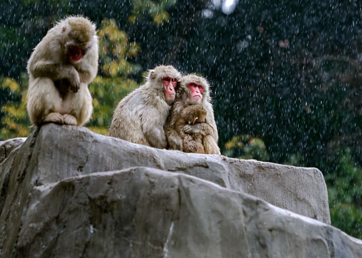 ２０１６ 舞い散る雪に猿山のサル達は 福岡市動物園 おうどうもん Oudoumon People Of Hakata