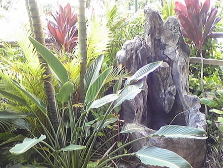 朝のハワイ ホテルの庭には石と南国の植物との調和が 癒しのコーナーになっています 癒しの庭