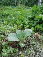 クローバーの草生 白クローバー 無農薬 自然菜園 自然農法 自然農 で 自給自足life 持続可能で豊かで自然な暮らしの分かち合い