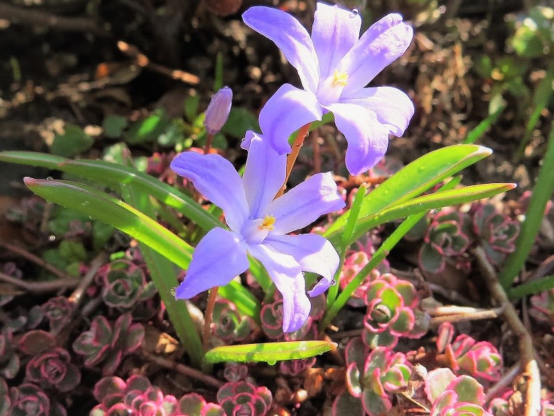 チオノドクサ(Chiono doxa)の花が開花しました グリーンフォレスト (歳時日記) チオノドクサ(Chiono doxa)の花が開花しました グリーンフォレスト (歳時日記)