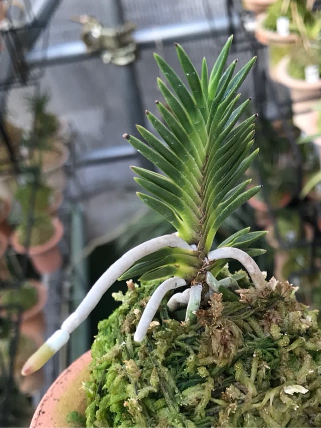 富貴蘭 必見!!出雲宝扇の縞 青物時代一世を風靡した蘭