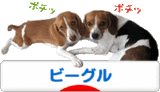 にほんブログ村 犬ブログ ビーグルへ