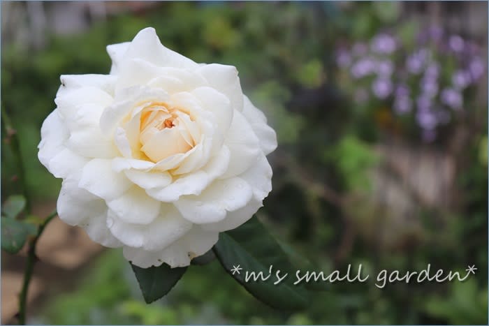 白薔薇オールドローズのソンブロイユと面白い多肉コノフィツム M S Small Garden Milky Mamaの小さな庭