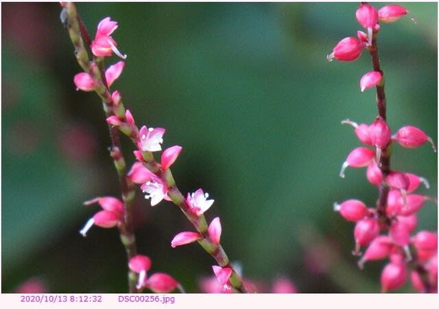 ミズヒキ 赤い花 白い花 都内散歩 散歩と写真 ミズヒキ 赤い花 白い花 都内散歩 散歩と写真