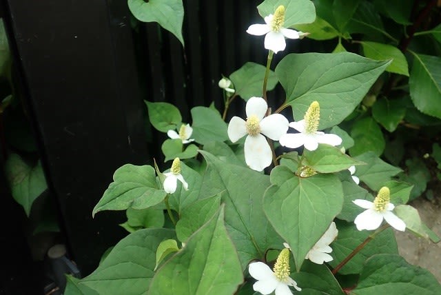 毎年恒例 ドクダミ茶作り 今年は ゴシキドクダミの植え替えも W Nokoの花図鑑 毎年恒例 ドクダミ茶作り 今年は ゴシキドクダミの植え替えも W Nokoの花図鑑