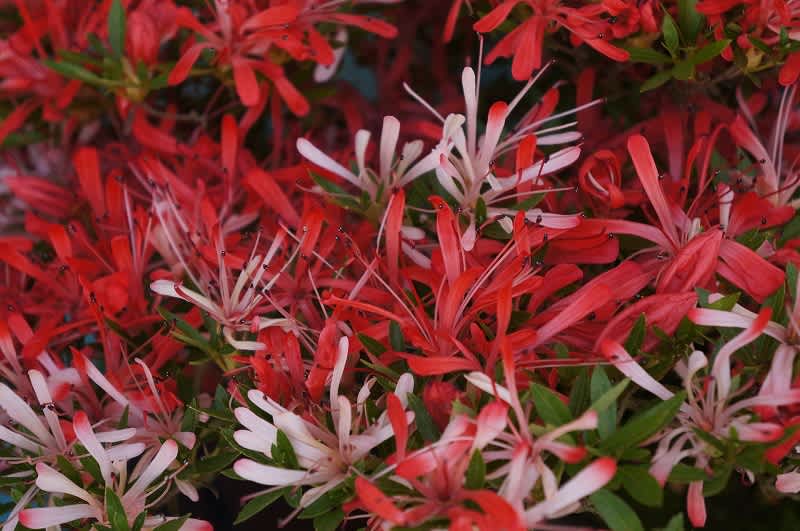 皐月 \"金采(きんさい)\" 盆栽 素材 // 鉢は『光泉』 皐月 