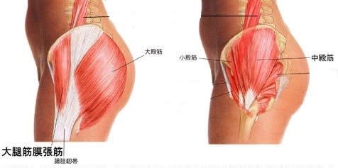 股関節外側面の筋肉群 外転筋群 股関節痛は怖くない 変形性股関節症の新しい考え方