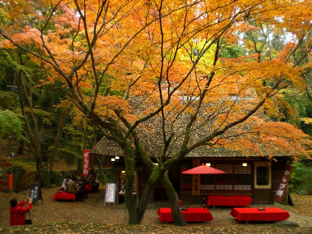 奈良公園 水谷茶屋の紅葉 冬青 そよご 風