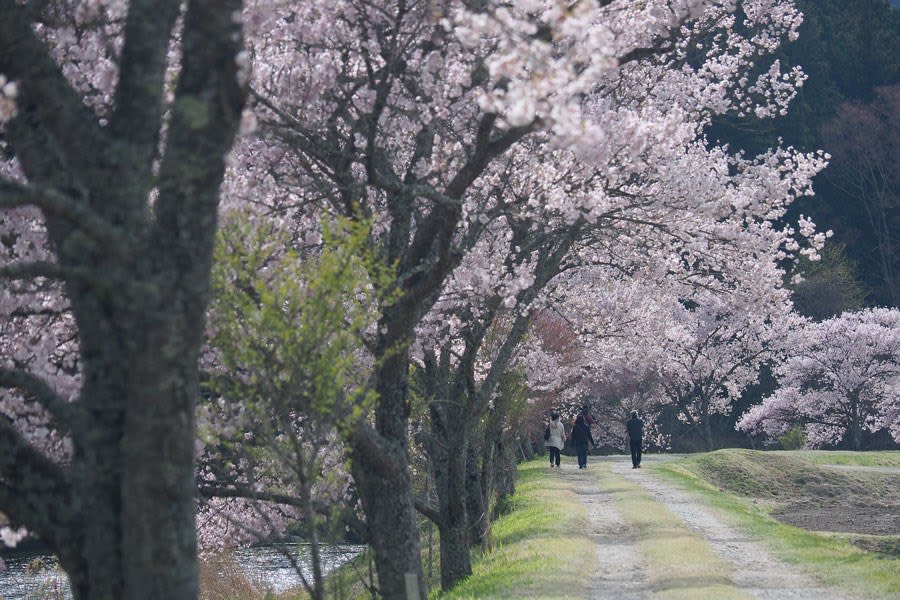 桜並木の散歩道 陽あたり良好
