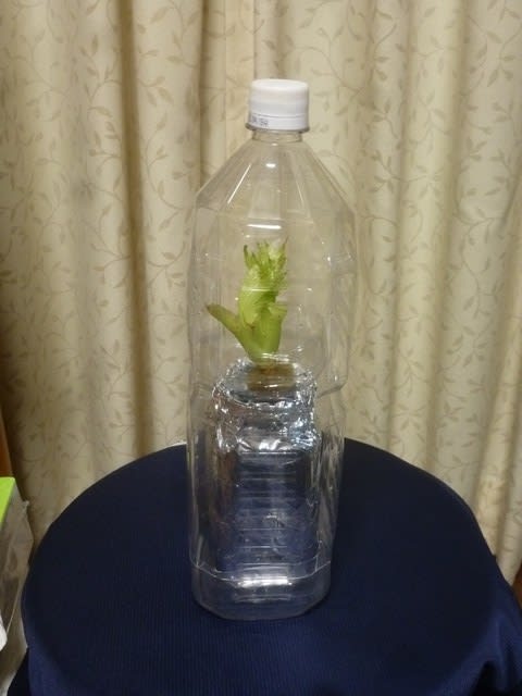 ペットボトル水耕栽培 横浜の気ままなブログ