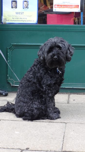 近所で出会った買い物中の犬2匹 黒と白 イギリス ストックポート日報 England Daily Stockport