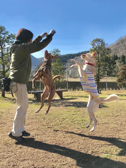 トリック教室のお知らせ オンリーワン Dog Life Total Support