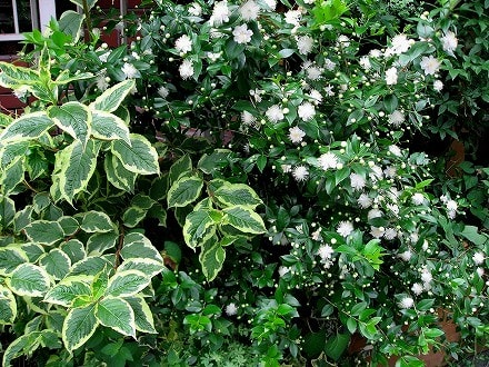 ためいき 銀梅花 マートル 苔玉ごろごろ だから苔想 道草めも ためいき 銀梅花 マートル 苔玉ごろごろ だから苔想 道草めも