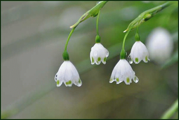 スズラン に よく似た白い花が 花咲爺やの気まぐれ通信