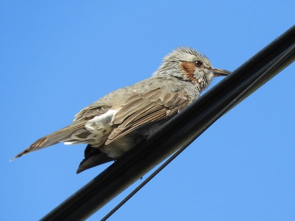 水戸の野鳥 2 ぶらっと 水戸