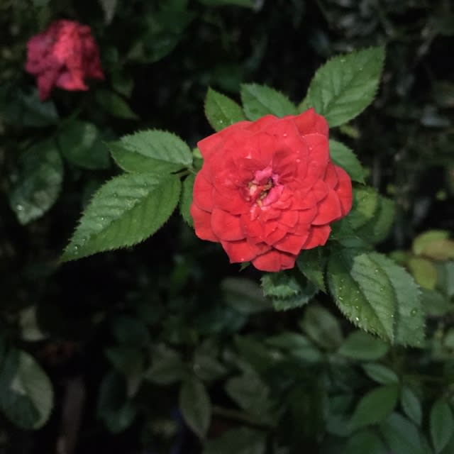 雨上がりに赤い花が綺麗に咲いてました 上昇日記