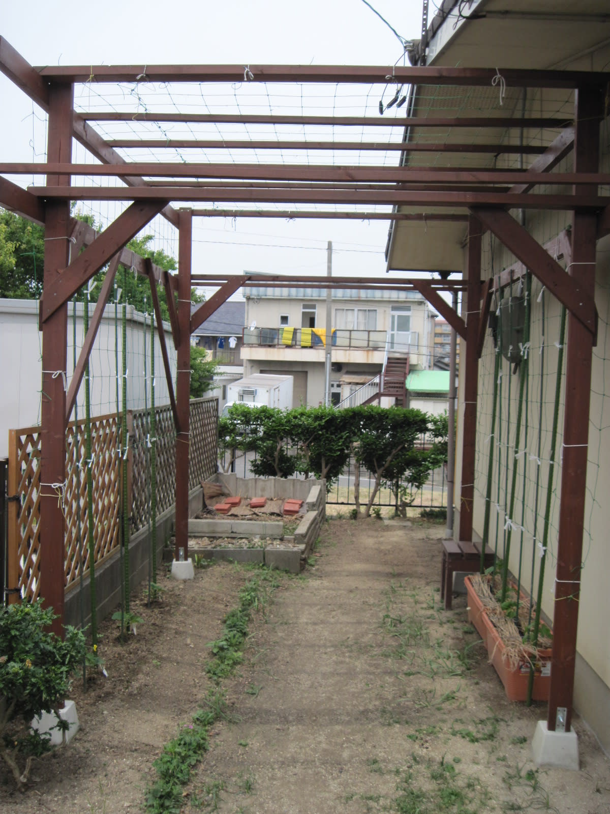 我が家の緑のカーテン・２・2012/05/30の画像