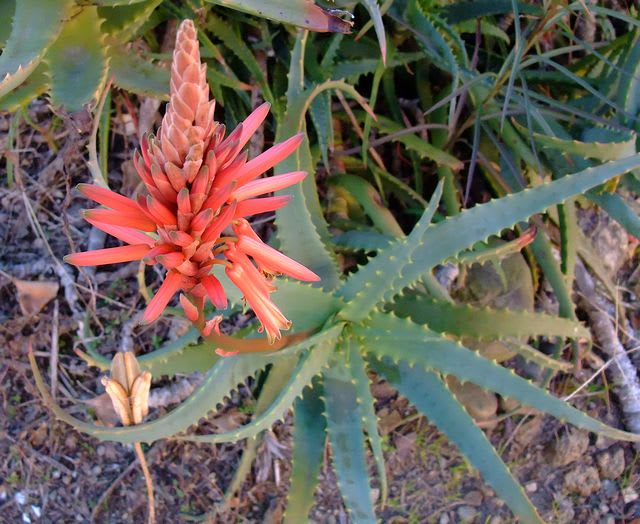 冬の花といえば アロエの花 が見頃となりつつ ヤスケの空