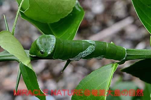 ナガサキアゲハの幼虫が庭のレモンの木に発生 Miracle Nature 奄美大島の自然