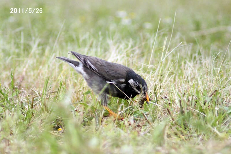 ムクドリ 餌集め 撮観鳥 ムクドリ 餌集め 撮観鳥