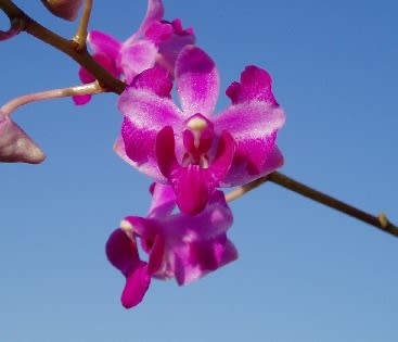 パープルジェム Dtps. パープル ジェム - ベランダ オーキッド ナーセリー