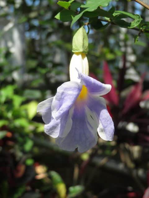 大きな花が垂れるように咲く ツンベルギア エレクタ フェアリー ムーン 熱帯植物シリーズ 28 野の花 庭の花