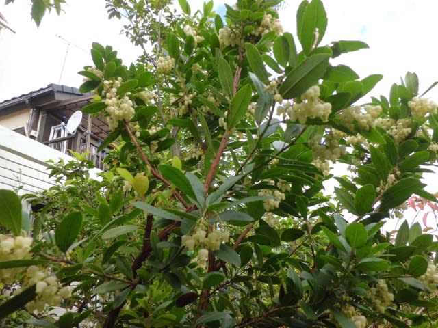 ヒメイチゴノキ 姫苺の木 の花と実 19 花熟里 けじゅくり の静かな日々
