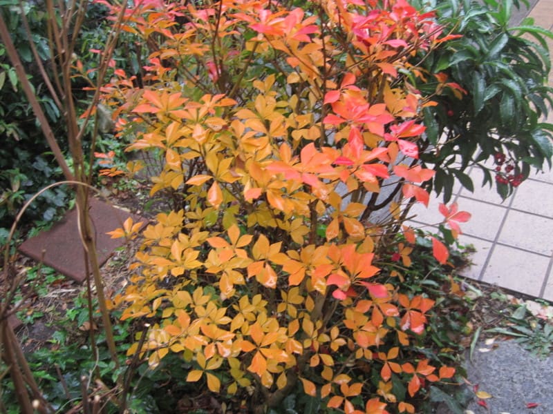庭のドーダンとヤマブキの紅葉の今日の写真をお送りいたします 後藤和弘のブログ