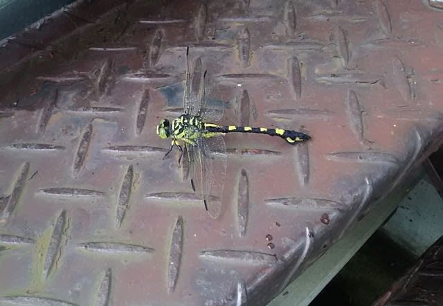 雨降りの朝 生まれたばかりのトンボ 羽が濡れていて飛べないみたい 屋根の下に移動させました お茶のあずま園 しんちゃん ここだけの話ねんけど 雨降りの朝 生まれたばかりのトンボ 羽が濡れていて飛べないみたい 屋根の下に移動させました お茶のあずま園 しんちゃん ここだけの話ねんけど