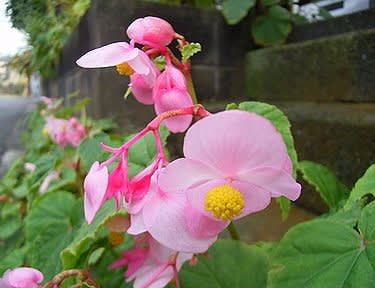 季節の花 秋海棠 しゅうかいどう 季節の花と言葉の花束 季節の花 秋海棠 しゅうかいどう 季節の花と言葉の花束