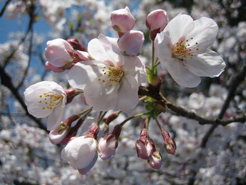 満開の上野公園の桜