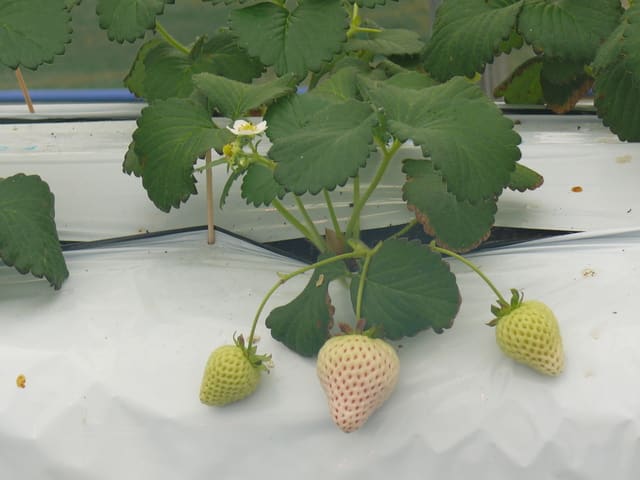金ケ崎町 みどりの郷 のイチゴ 苺 エンジェルエイト 年1月31日 金 Peaの植物図鑑 金ケ崎町 みどりの郷 のイチゴ 苺 エンジェルエイト 年1月31日 金 Peaの植物図鑑