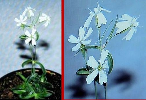 ３万年前の凍結した実から咲いた白い花 スガワラビランジ Kikoがスタート