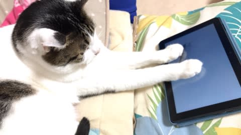 カシカシやるのはやめてください・・・ カシカシやるのはやめてください・・・