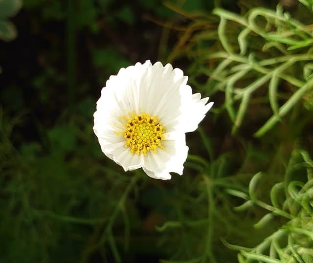 カテゴリ 即決 送料無料 匿名 2冊セット コスモス マリーゴールドお花がさいた やさいができた おかだひろみクーポン最安値ポイント殺菌済 などを カテゴリ 即決 送料無料 匿名 2冊セット コスモス マリーゴールドお花がさいた やさいができた おかだひろみクーポン最安値ポイント殺菌済 などを