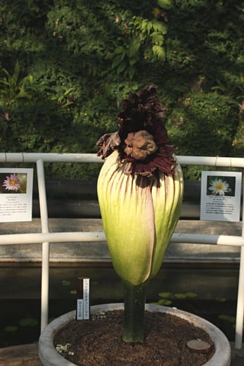 神代植物公園の世界一大きな花 ショクダイオオコンニャク Granma のデジカメ写真日記